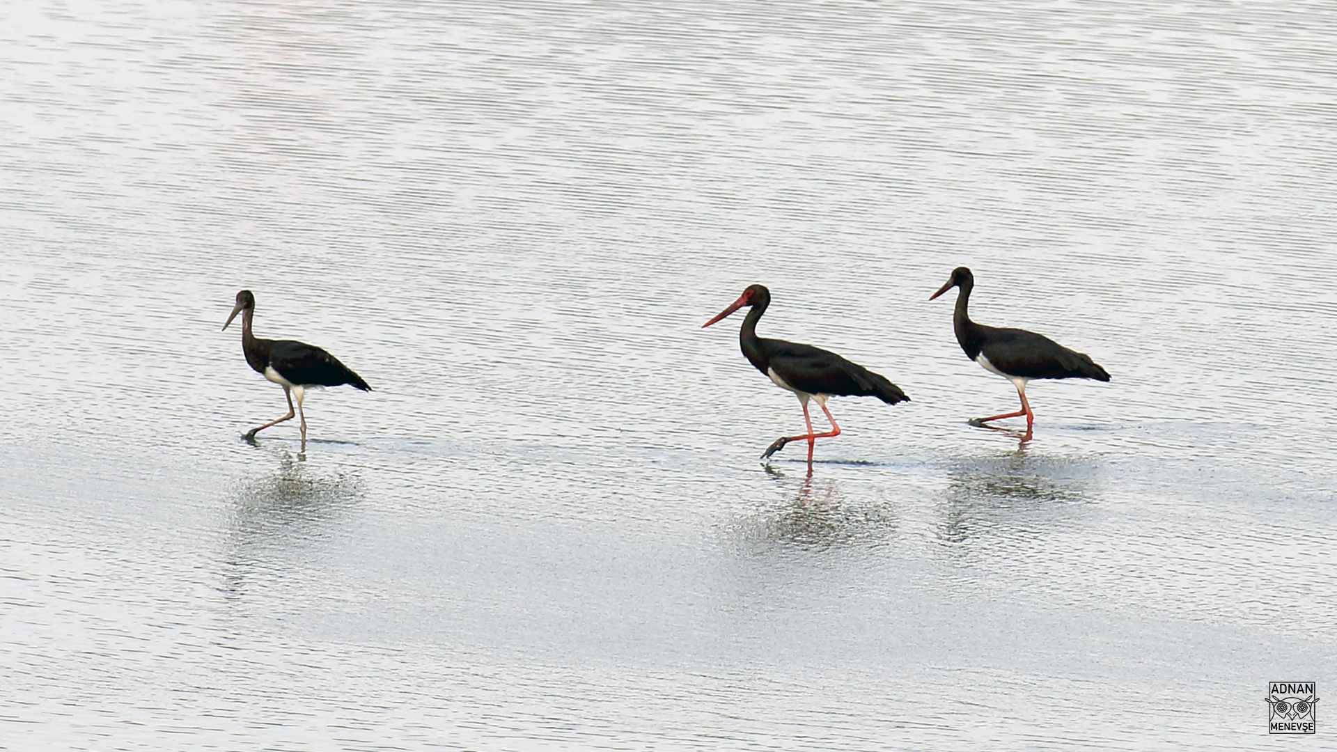 Black Stork